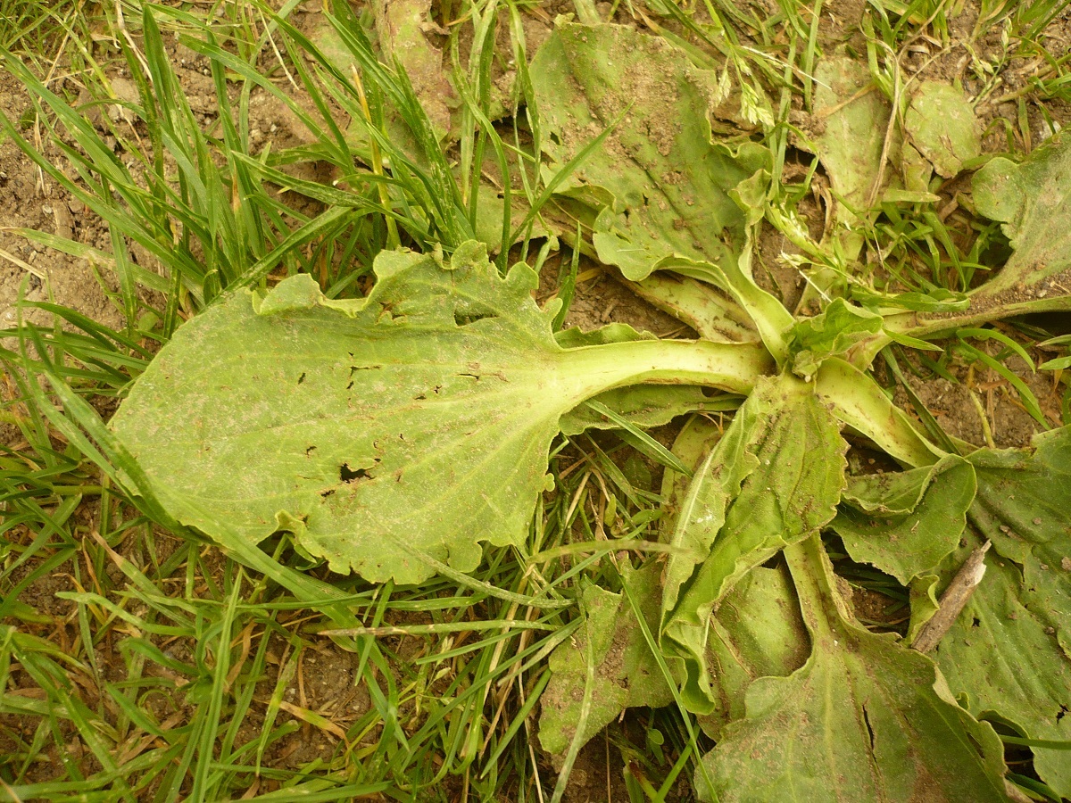 Plantago major subsp. pleiosperma (Plantaginaceae)